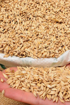 Siyez Buğdayı (Kabuklu) 5 Kg