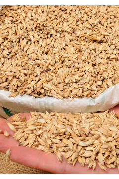Siyez Buğdayı (Kabuklu) 10 Kg