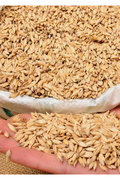 Siyez Buğdayı (Kabuklu) 25 Kg