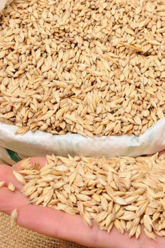 Organik Siyez Buğdayı (Kabuklu) 1 Kg