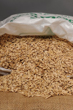 Organik Siyez Buğdayı (Kabuklu) 10 Kg