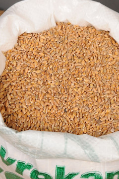 Organik Siyez Buğdayı (Taneli) 1 Kg.