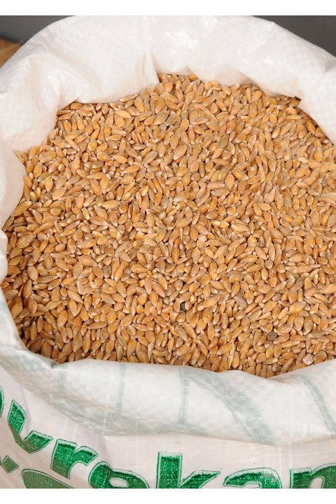 Organik Siyez Buğdayı (Taneli) 1 Kg.