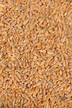 Organik Siyez Buğdayı (Taneli) 5 Kg.