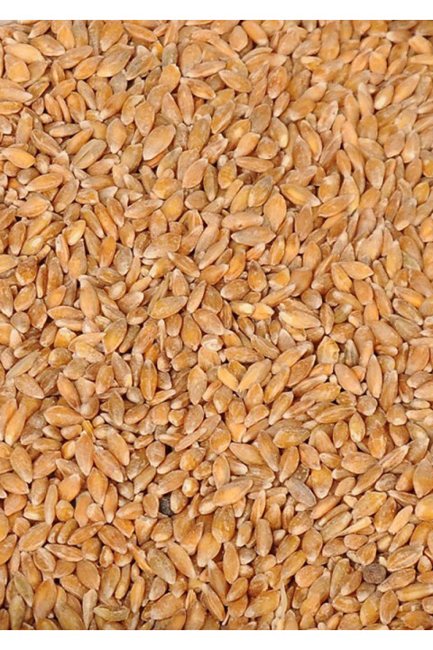 Organik Siyez Buğdayı (Taneli) 5 Kg.