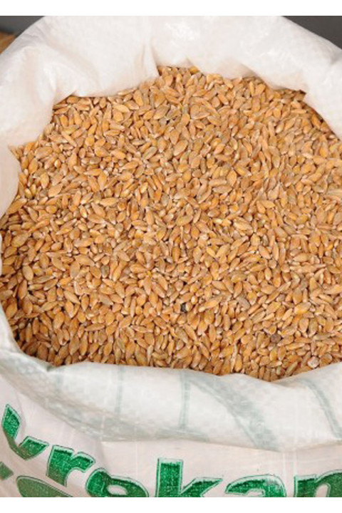 Organik Siyez Buğdayı (Taneli) 5 Kg.