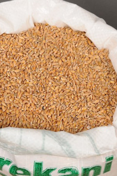 Organik Siyez Buğdayı (Taneli) 10 Kg.