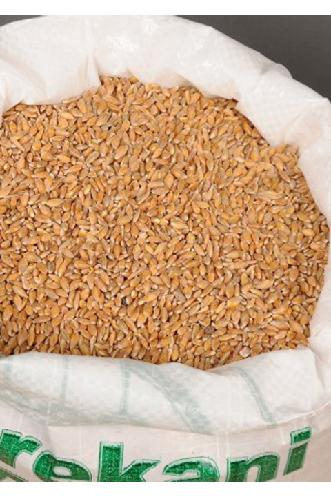 Organik Siyez Buğdayı (Taneli) 10 Kg.